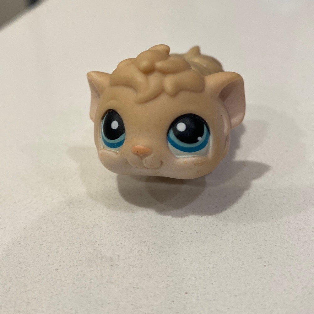 LPS Guinea Pig #157